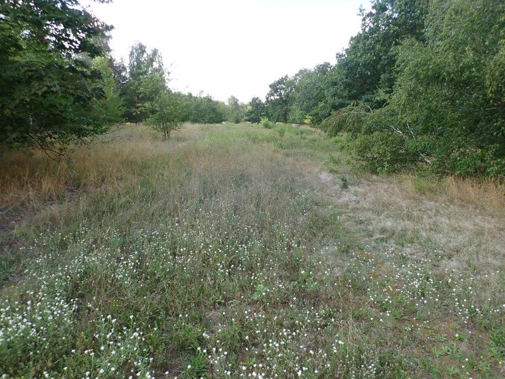 Eidechsen-Lebensraum